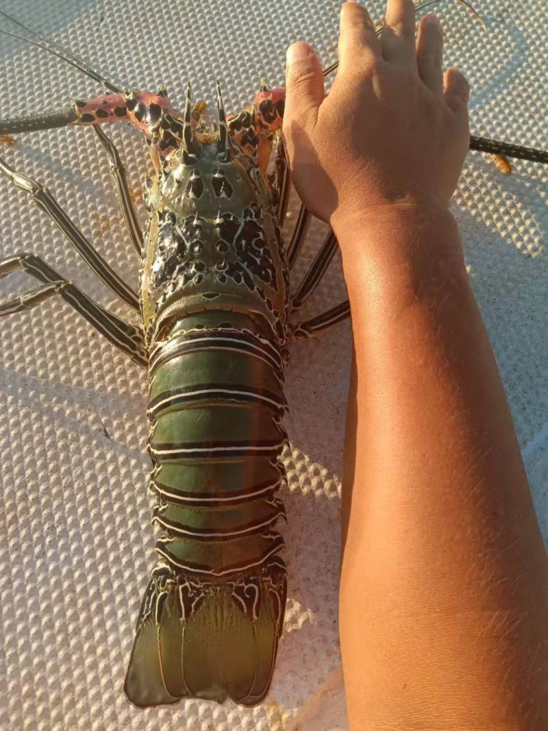 花龙虾