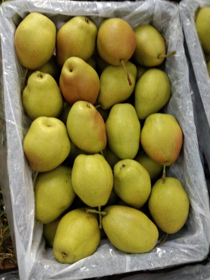 陕西高原红香酥梨基地