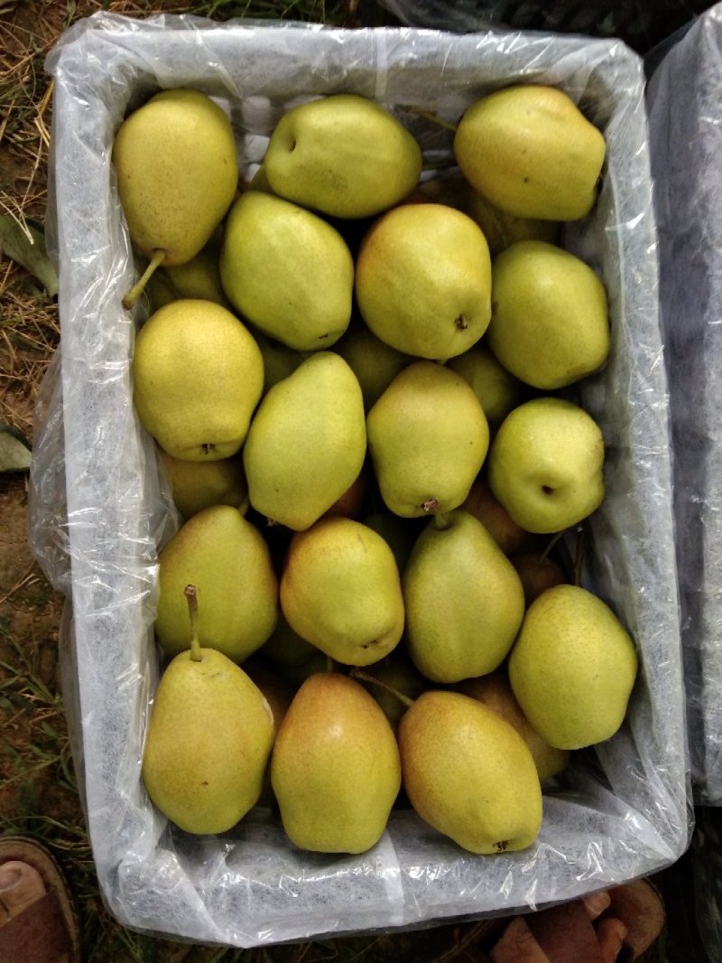 陕西高原红香酥梨基地