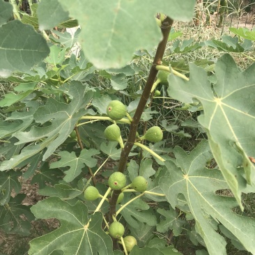无花果青果
