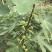 无花果青果