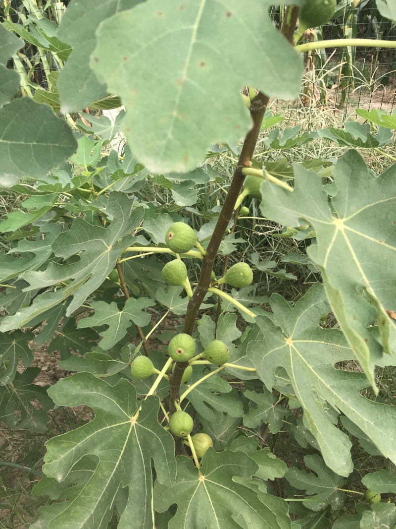 无花果青果