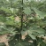 无花果青果