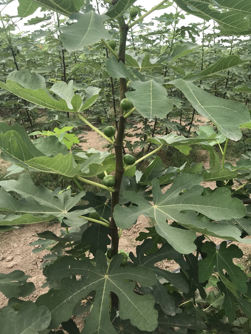 无花果青果