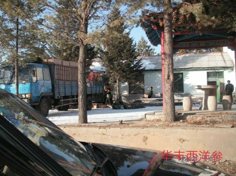 【西洋参货】自家产的西洋参纯低残软支干品
