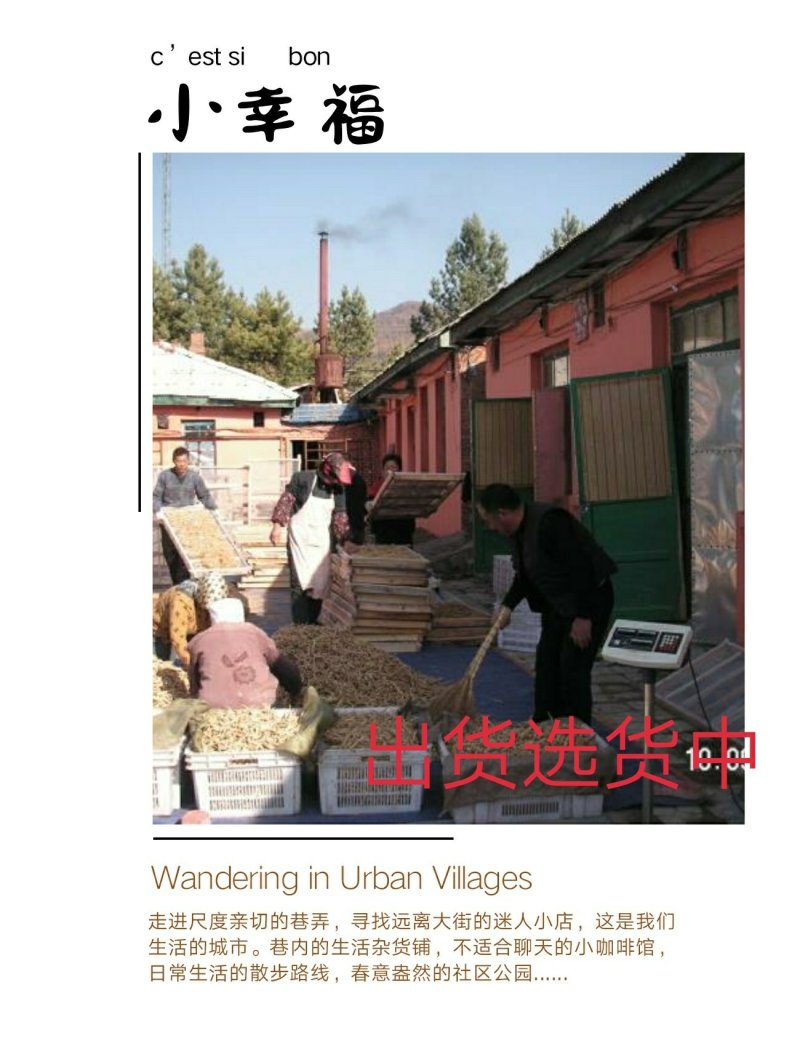 【西洋参货】自家产的西洋参纯低残软支干品