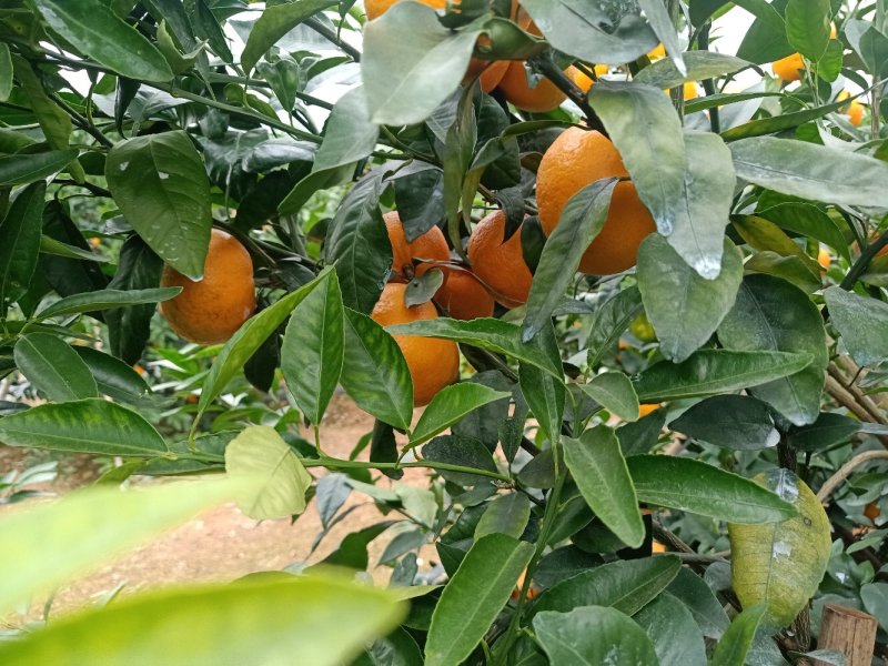 柑橘类沃柑