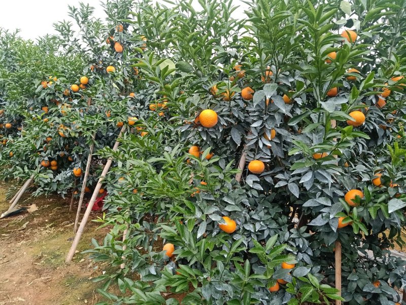 柑橘类沃柑
