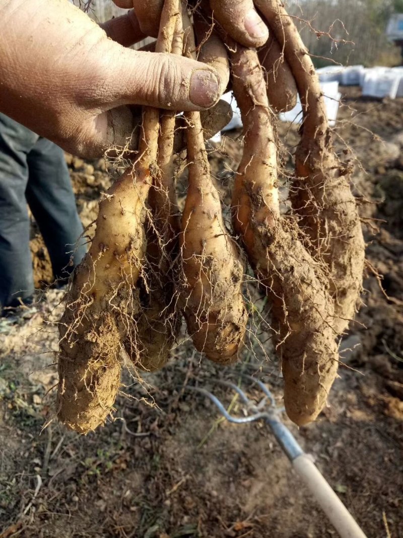 山药豆苗，山药嘴子，山药种苗，山药苗