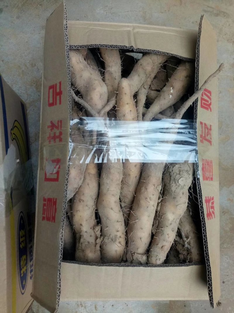 山药豆苗，山药嘴子，山药种苗，山药苗