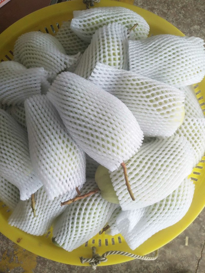 来自北纬18度°海南三亚市-金煌芒果原产地直供