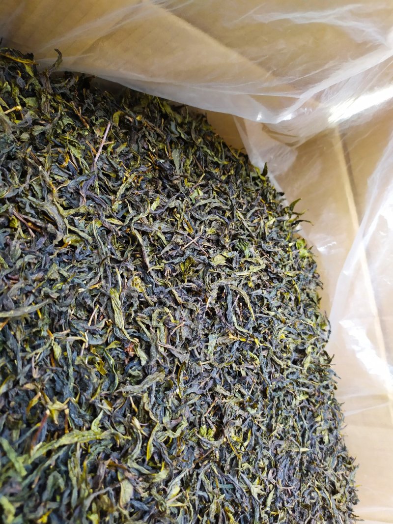 高山黄旦茶惠来本地茶黄旦土山茶清香八仙茶潮汕黄旦土山茶