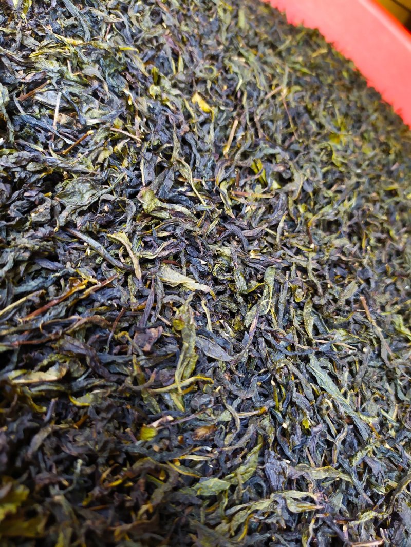 高山黄旦茶惠来本地茶黄旦土山茶清香八仙茶潮汕黄旦土山茶