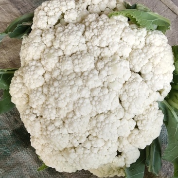 河南新野有机花菜长期货源可视频看货欢迎大家前来选购。