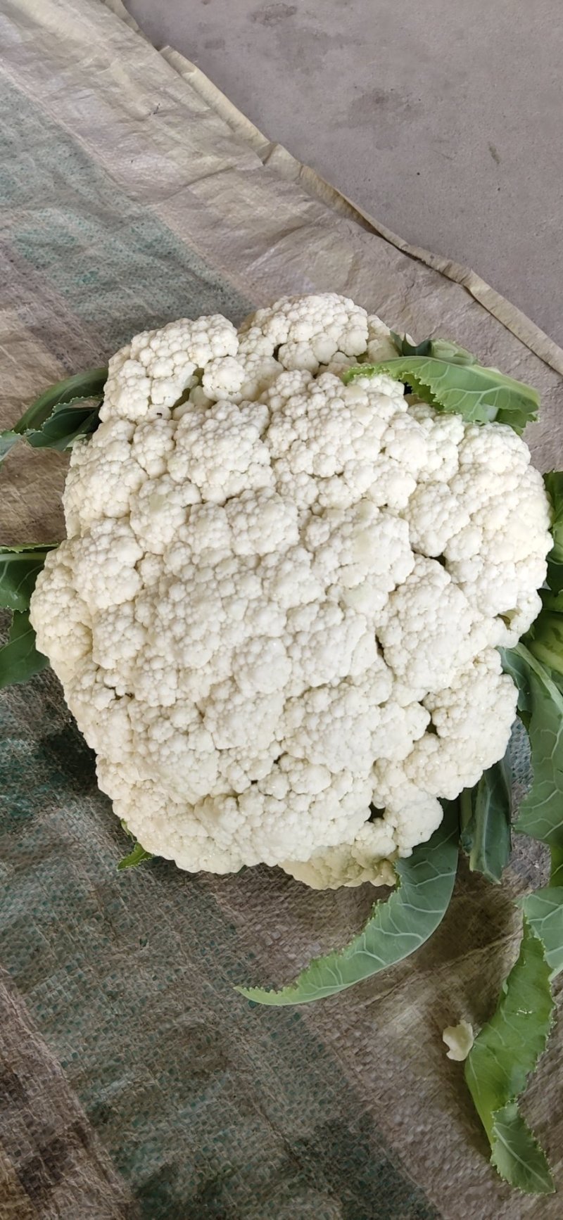 河南新野有机花菜长期货源可视频看货欢迎大家前来选购。