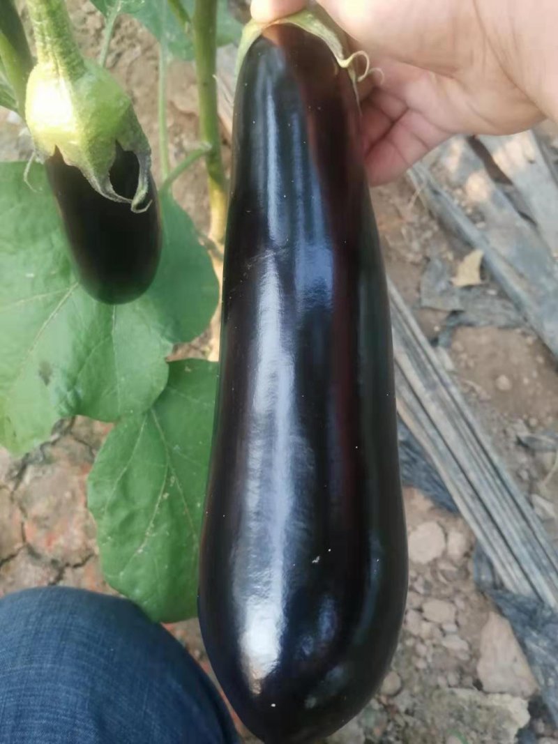 【精品】长茄大量上市一手货源产地直销保质保量