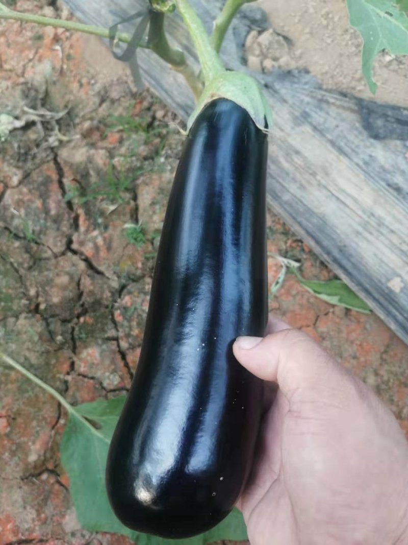 【精品】长茄大量上市一手货源产地直销保质保量