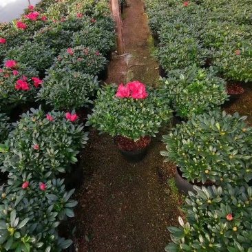 花卉杜鹃种植基地批发