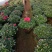 花卉杜鹃种植基地批发