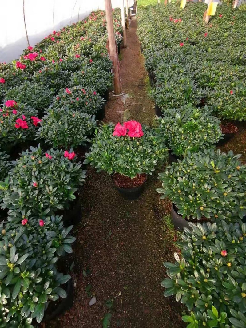 花卉杜鹃种植基地批发