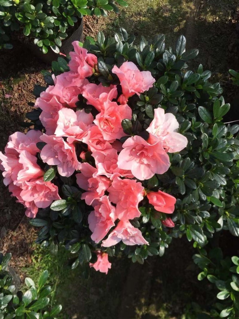 花卉杜鹃种植基地批发