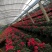 花卉杜鹃种植基地批发