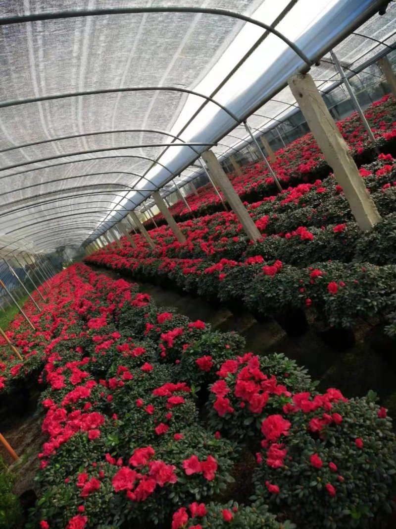 花卉杜鹃种植基地批发