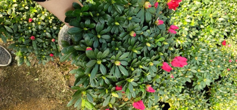 花卉杜鹃种植基地批发