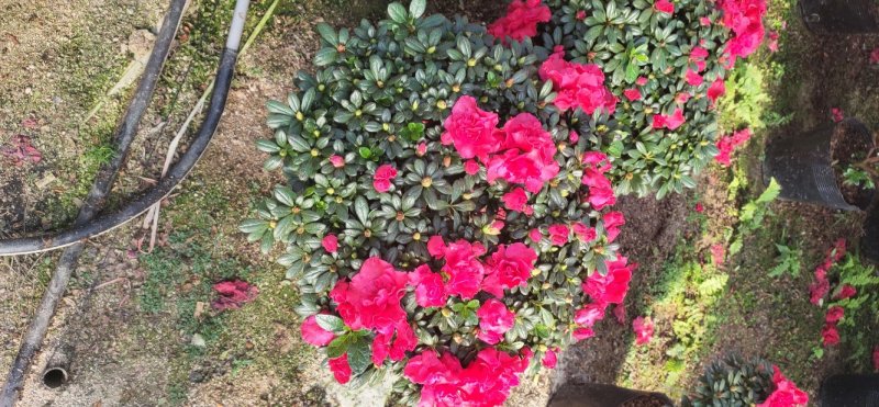 花卉杜鹃种植基地批发
