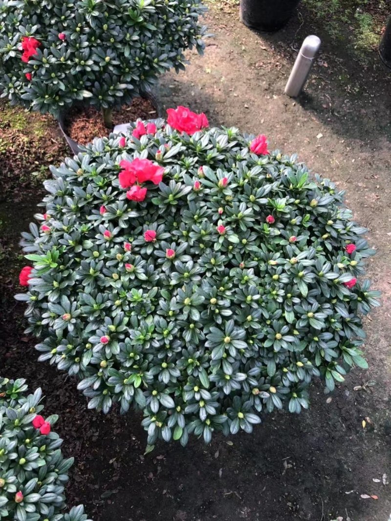 花卉杜鹃种植基地批发