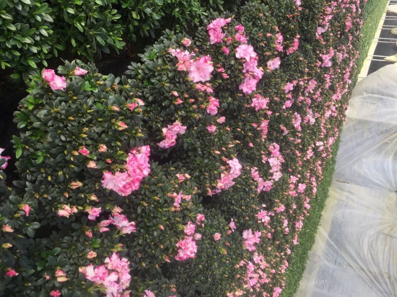 花卉杜鹃种植基地批发