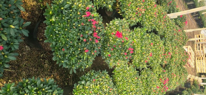 花卉杜鹃种植基地批发