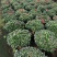 花卉杜鹃种植基地批发