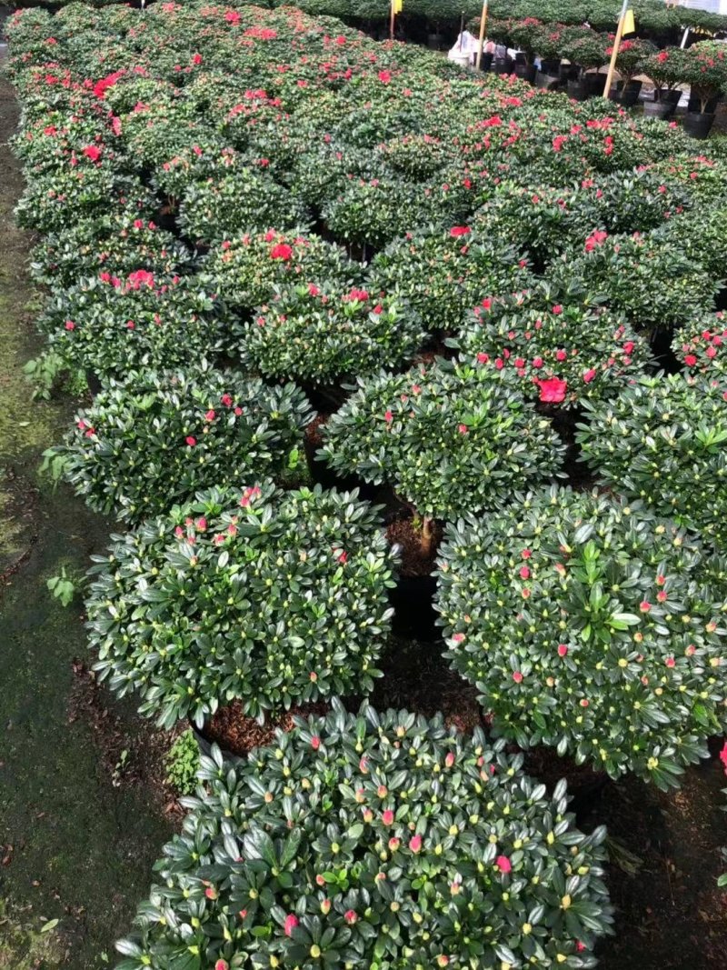 花卉杜鹃种植基地批发