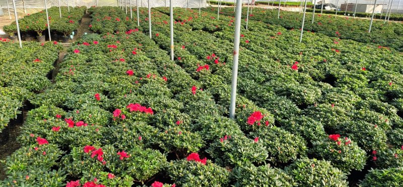 花卉杜鹃种植基地批发