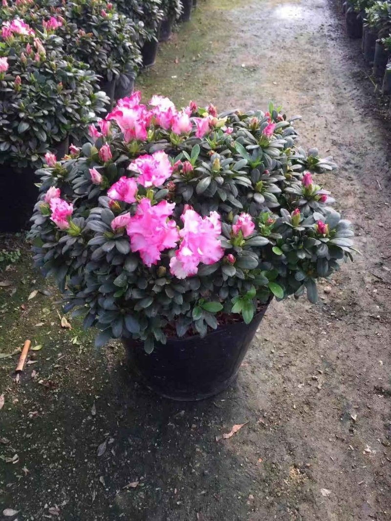 花卉杜鹃种植基地批发