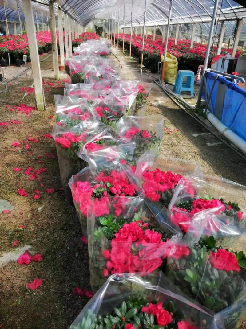 花卉杜鹃种植基地批发