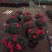 花卉杜鹃种植基地批发
