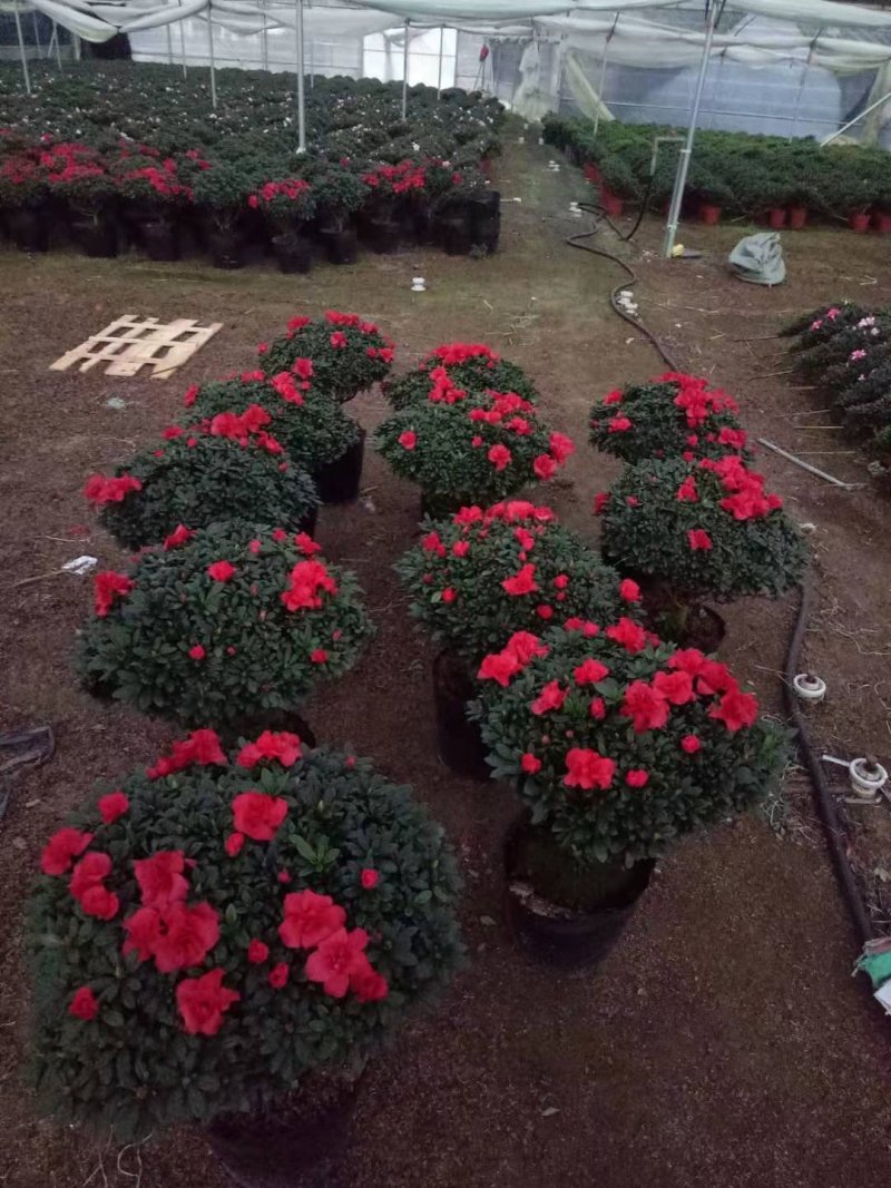 花卉杜鹃种植基地批发