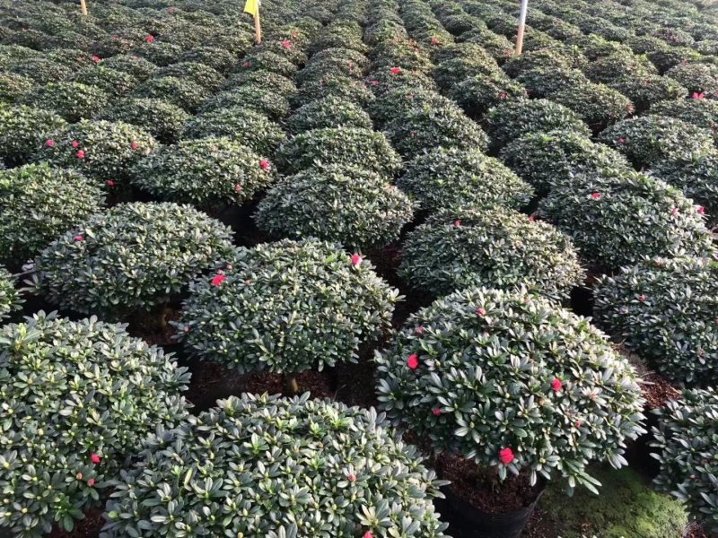 花卉杜鹃种植基地批发