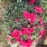 花卉杜鹃种植基地批发
