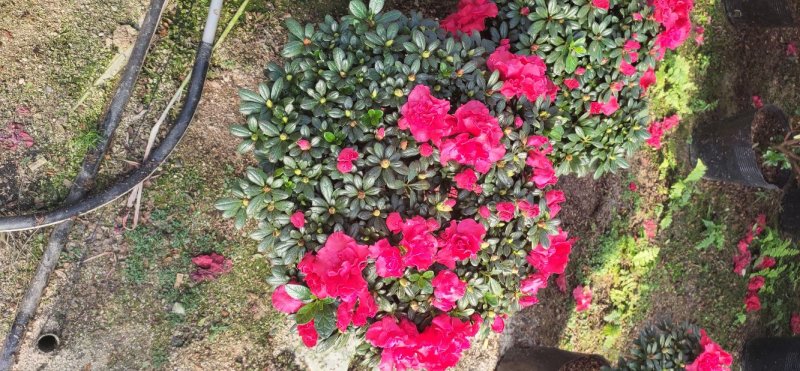 花卉杜鹃种植基地批发