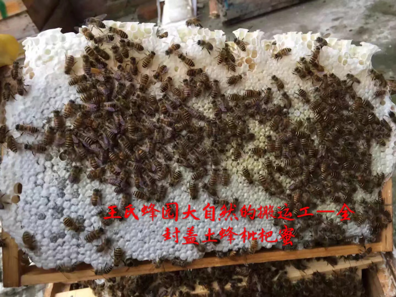 中蜂群、土蜂、蜂种（春季）