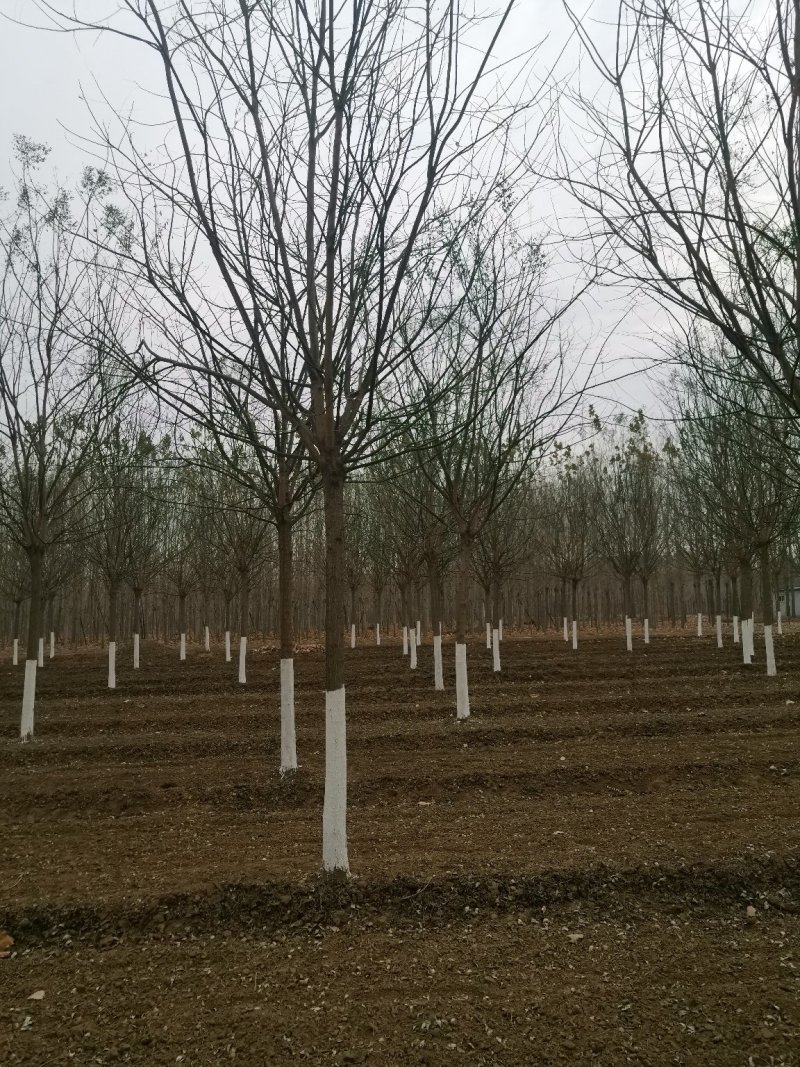 山东国槐，速生国槐种植销售