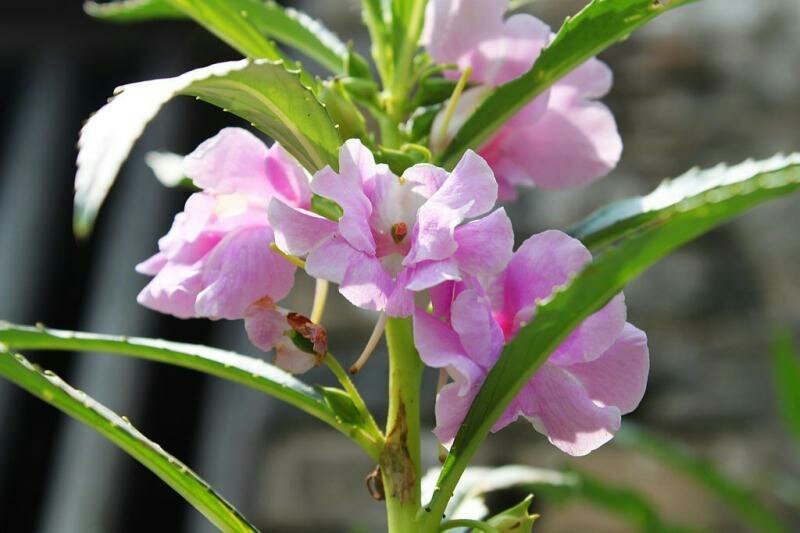 凤仙花种子指甲花种子急性子种子阳台盆栽绿植庭院花卉种子