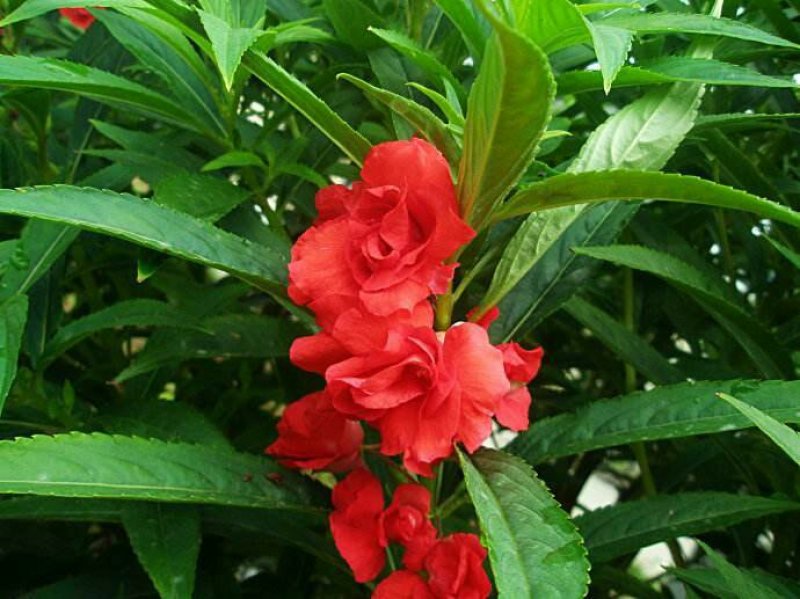 凤仙花种子指甲花种子急性子种子阳台盆栽绿植庭院花卉种子