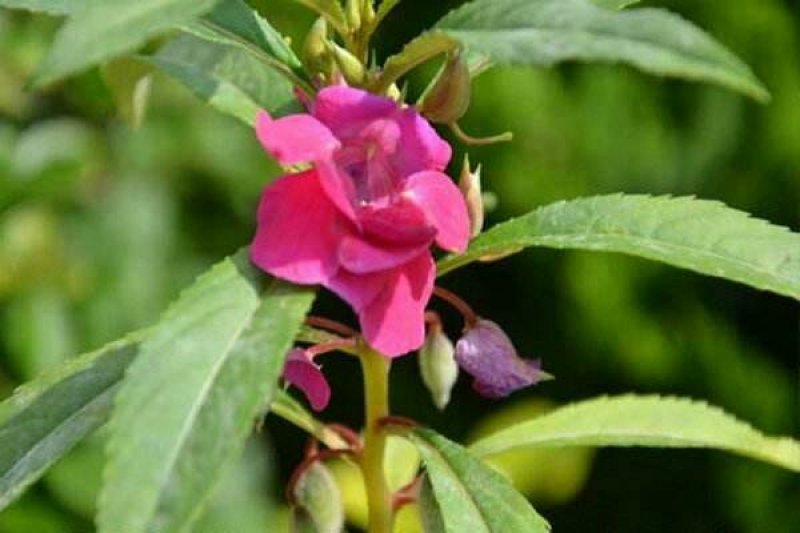 凤仙花种子指甲花种子急性子种子阳台盆栽绿植庭院花卉种子