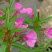 凤仙花种子指甲花种子急性子种子阳台盆栽绿植庭院花卉种子
