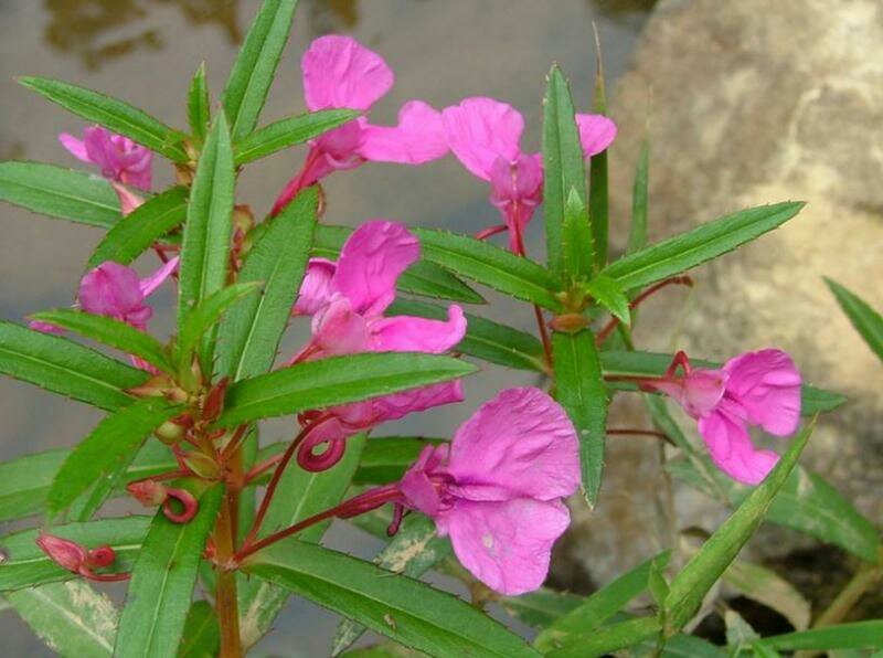 凤仙花种子指甲花种子急性子种子阳台盆栽绿植庭院花卉种子