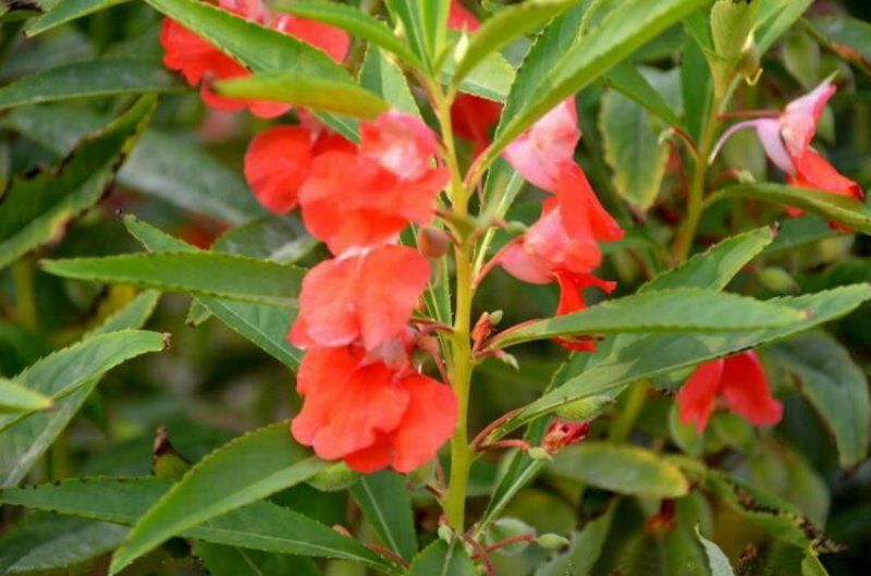 凤仙花种子指甲花种子急性子种子阳台盆栽绿植庭院花卉种子
